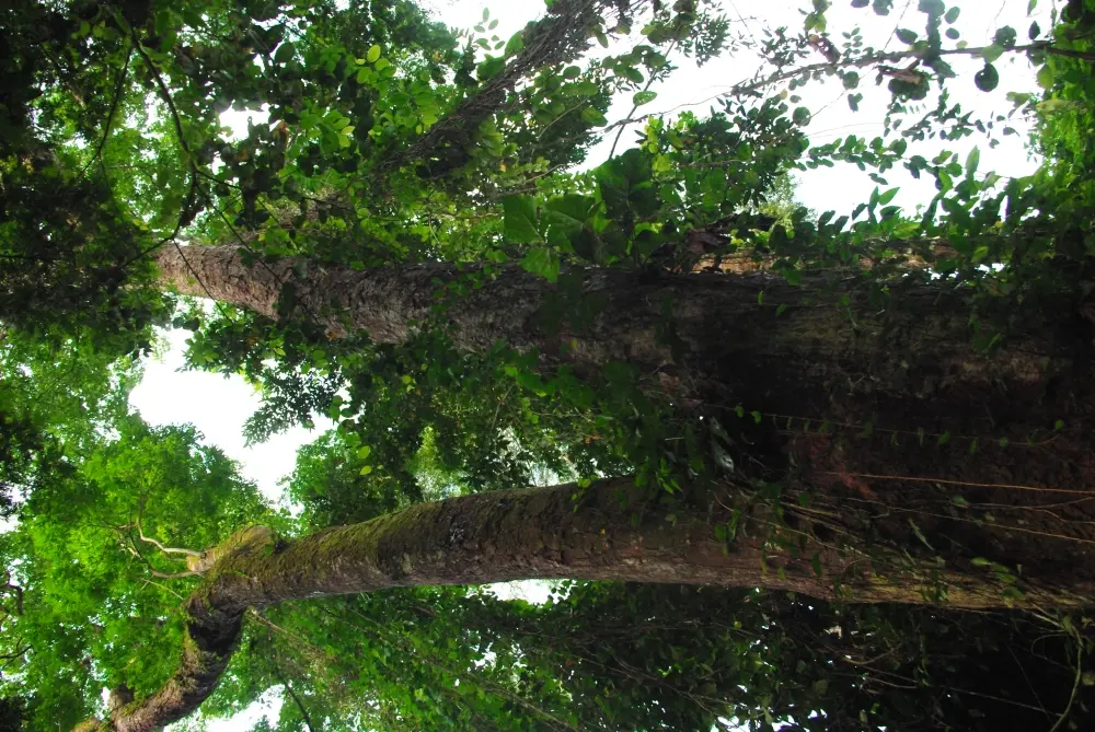 Grands arbres de la forêt