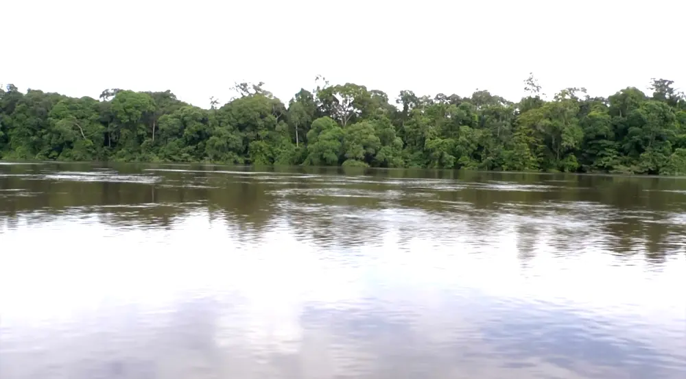 Rivière bordée de forêt
