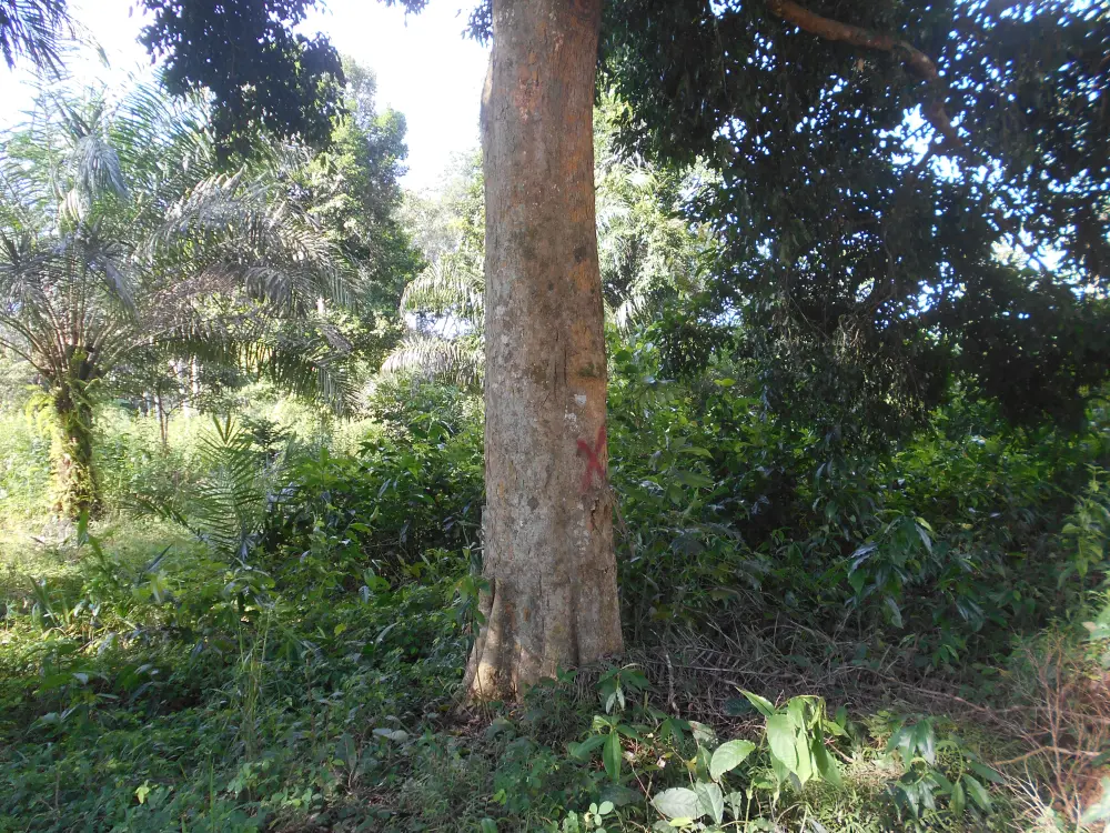 Arbre en bordure de forêt