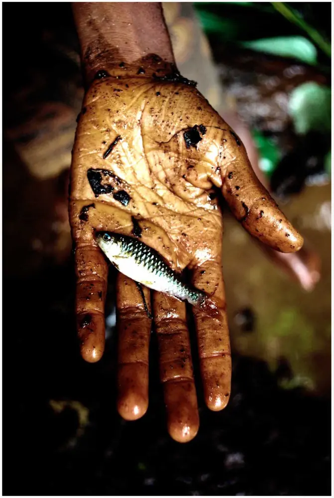 Petit poisson pêché