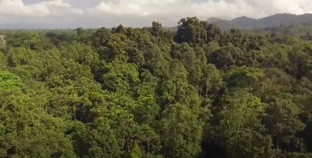 Massif forestier
