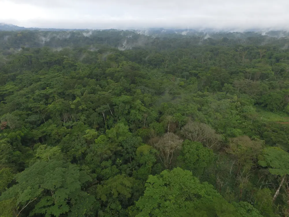Massif forestier vu du ciel
